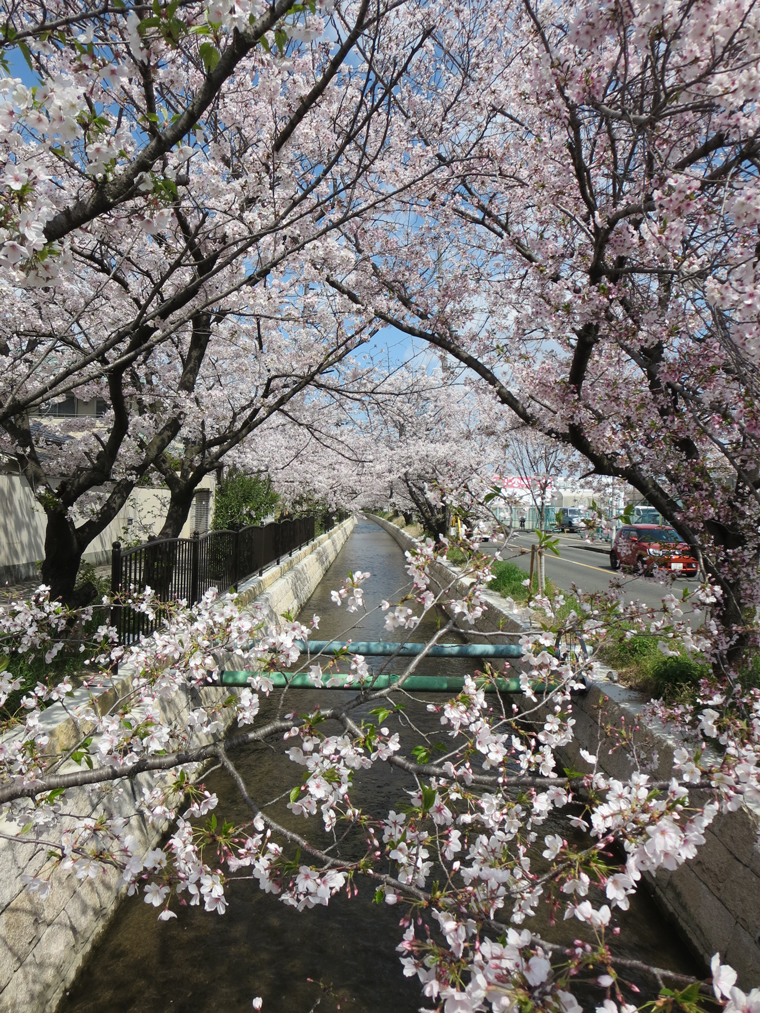 (10)満開の桜と玉串川