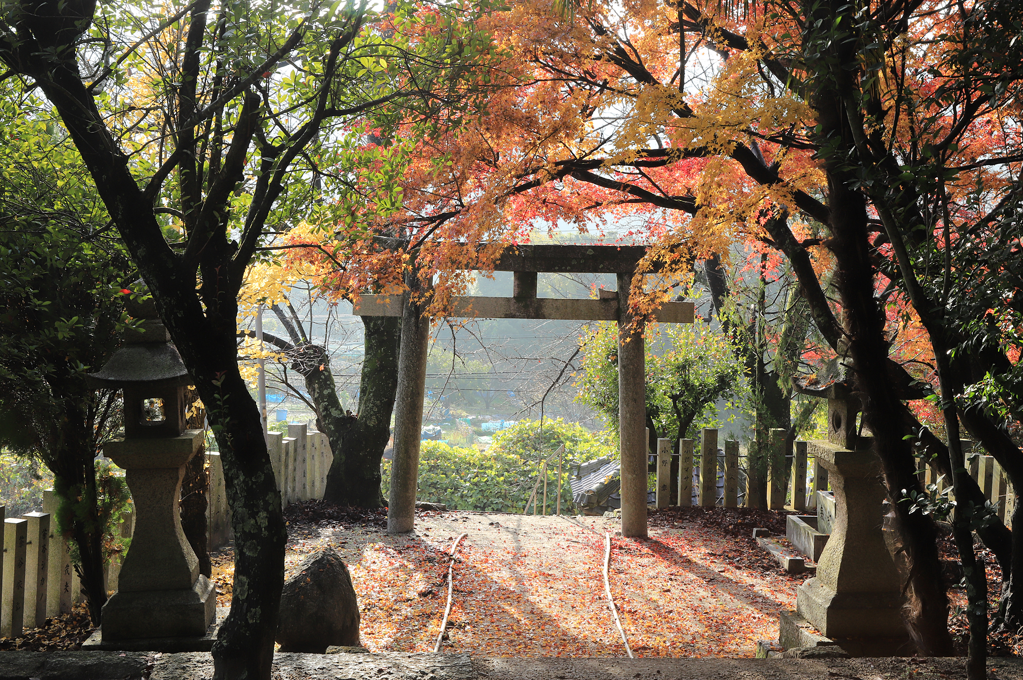 ▲紅葉の峠八幡神社（澤戢三氏撮影）